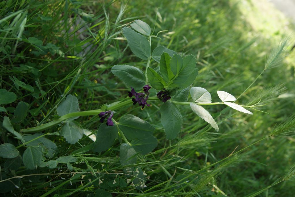 Vicia narbonensis subsp. serratifolia / Veccia narbonensis